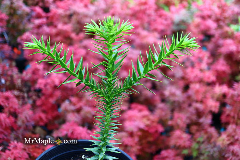 - Araucaria araucana Monkey Puzzle Tree Conifer - Mr Maple │ Buy Japanese Maple Trees