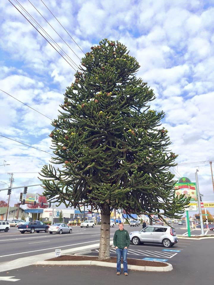 - Araucaria araucana Monkey Puzzle Tree Conifer - Mr Maple │ Buy Japanese Maple Trees