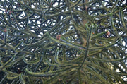 - Araucaria araucana Monkey Puzzle Tree Conifer - Mr Maple │ Buy Japanese Maple Trees