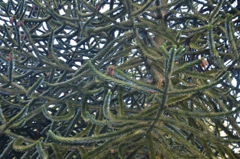 - Araucaria araucana Monkey Puzzle Tree Conifer - Mr Maple │ Buy Japanese Maple Trees