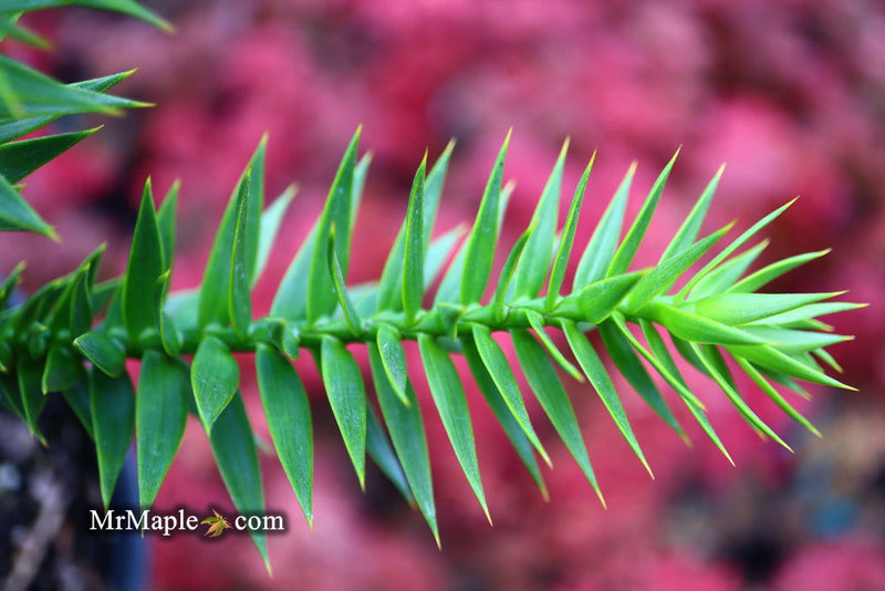 - Araucaria araucana Monkey Puzzle Tree Conifer - Mr Maple │ Buy Japanese Maple Trees