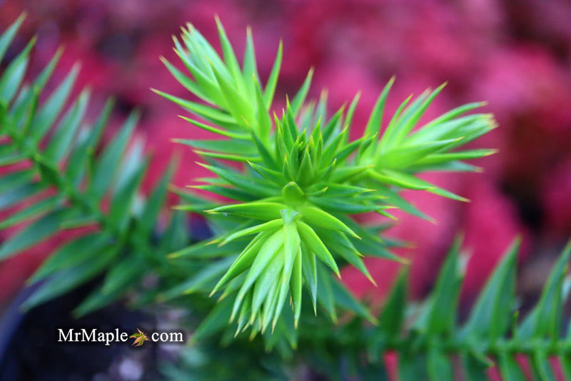 - Araucaria araucana Monkey Puzzle Tree Conifer - Mr Maple │ Buy Japanese Maple Trees