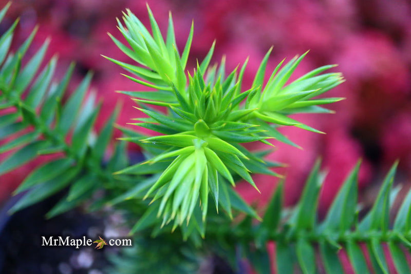 - Araucaria araucana Monkey Puzzle Tree Conifer - Mr Maple │ Buy Japanese Maple Trees