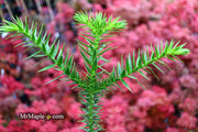- Araucaria araucana Monkey Puzzle Tree Conifer - Mr Maple │ Buy Japanese Maple Trees