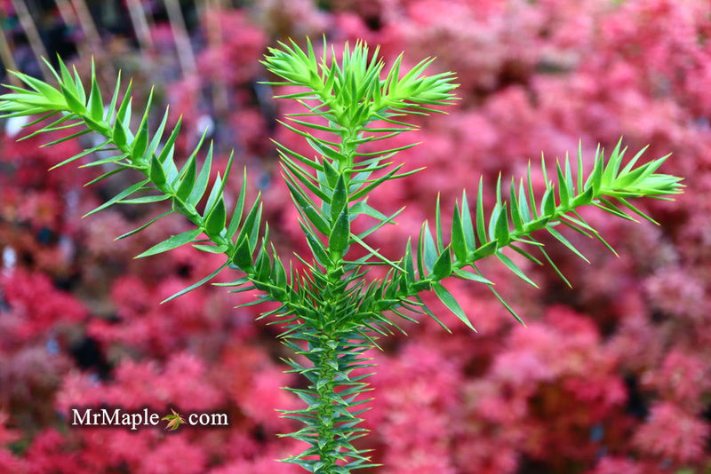 - Araucaria araucana Monkey Puzzle Tree Conifer - Mr Maple │ Buy Japanese Maple Trees