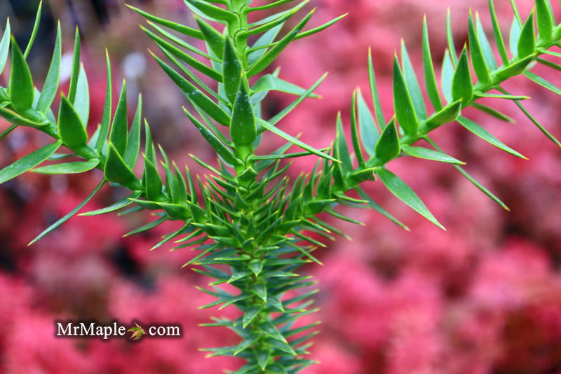 - Araucaria araucana Monkey Puzzle Tree Conifer - Mr Maple │ Buy Japanese Maple Trees