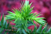 - Araucaria araucana Monkey Puzzle Tree Conifer - Mr Maple │ Buy Japanese Maple Trees