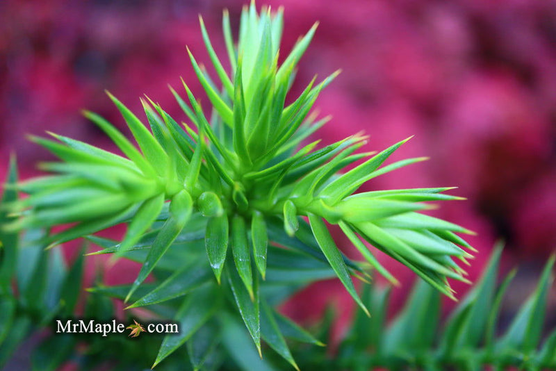 - Araucaria araucana Monkey Puzzle Tree Conifer - Mr Maple │ Buy Japanese Maple Trees