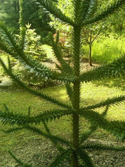 - Araucaria araucana Monkey Puzzle Tree Conifer - Mr Maple │ Buy Japanese Maple Trees