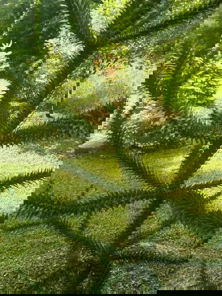 - Araucaria araucana Monkey Puzzle Tree Conifer - Mr Maple │ Buy Japanese Maple Trees