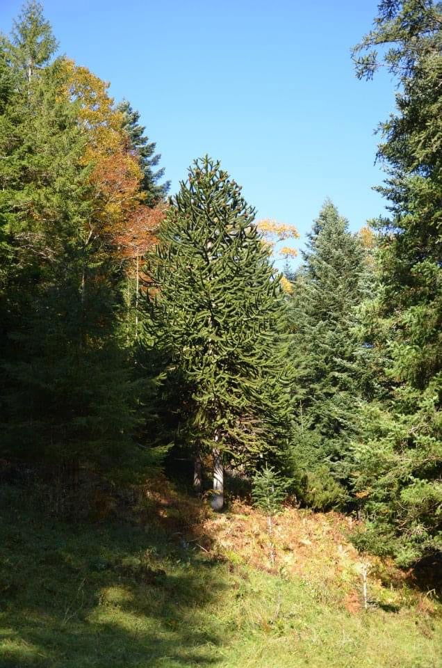 - Araucaria araucana Monkey Puzzle Tree Conifer - Mr Maple │ Buy Japanese Maple Trees