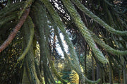- Araucaria araucana Monkey Puzzle Tree Conifer - Mr Maple │ Buy Japanese Maple Trees