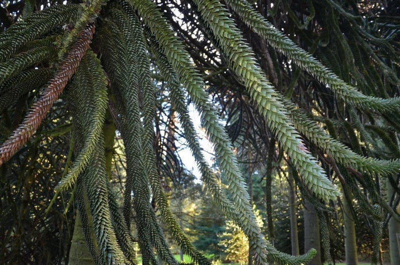 - Araucaria araucana Monkey Puzzle Tree Conifer - Mr Maple │ Buy Japanese Maple Trees