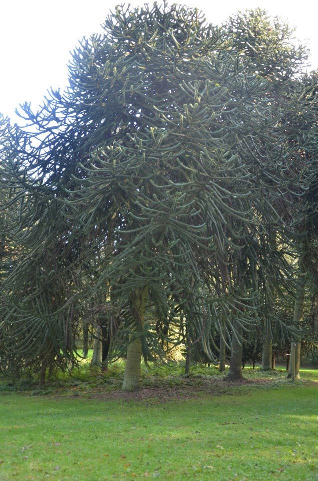 - Araucaria araucana Monkey Puzzle Tree Conifer - Mr Maple │ Buy Japanese Maple Trees