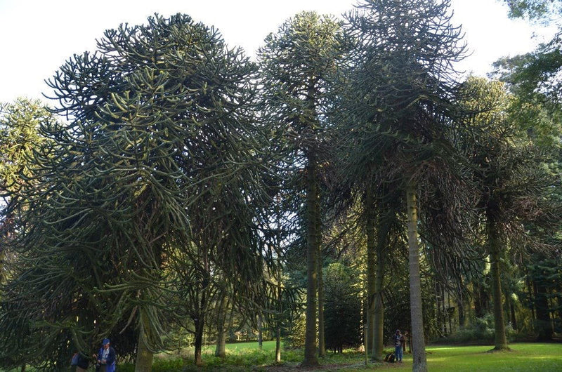 - Araucaria araucana Monkey Puzzle Tree Conifer - Mr Maple │ Buy Japanese Maple Trees