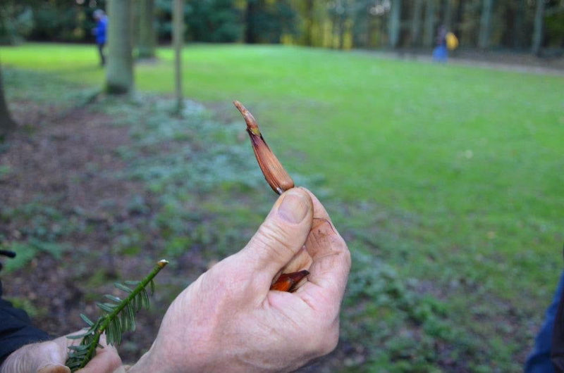 - Araucaria araucana Monkey Puzzle Tree Conifer - Mr Maple │ Buy Japanese Maple Trees