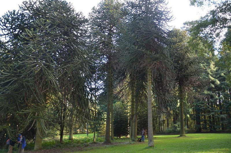 - Araucaria araucana Monkey Puzzle Tree Conifer - Mr Maple │ Buy Japanese Maple Trees