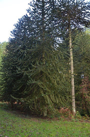 - Araucaria araucana Monkey Puzzle Tree Conifer - Mr Maple │ Buy Japanese Maple Trees