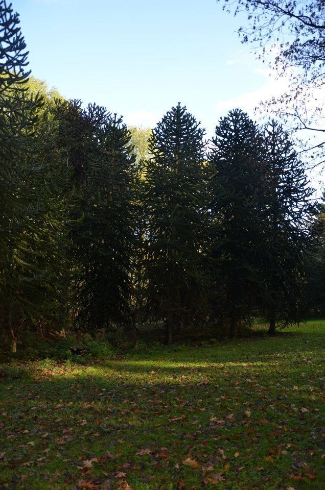 - Araucaria araucana Monkey Puzzle Tree Conifer - Mr Maple │ Buy Japanese Maple Trees