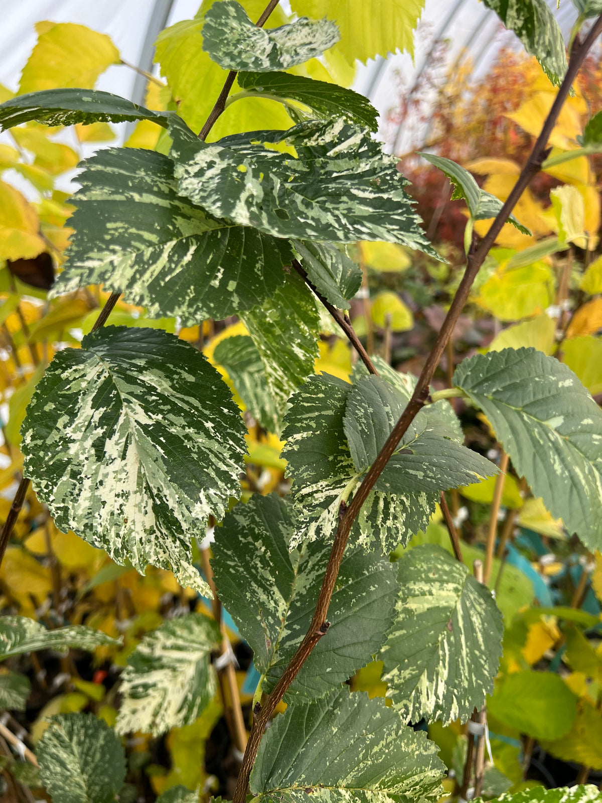 Ulmus procera 'Argenteovariegata' Variegated English Elm
