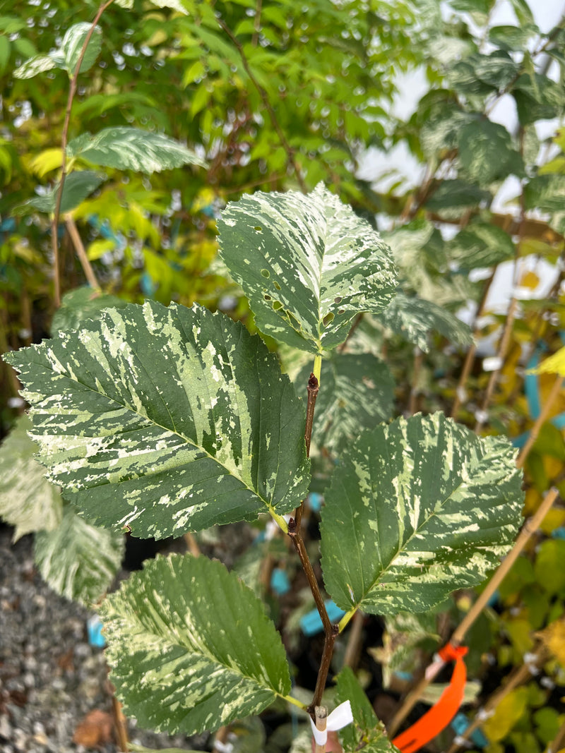 Ulmus procera  'Argenteovariegata' Variegated English Elm