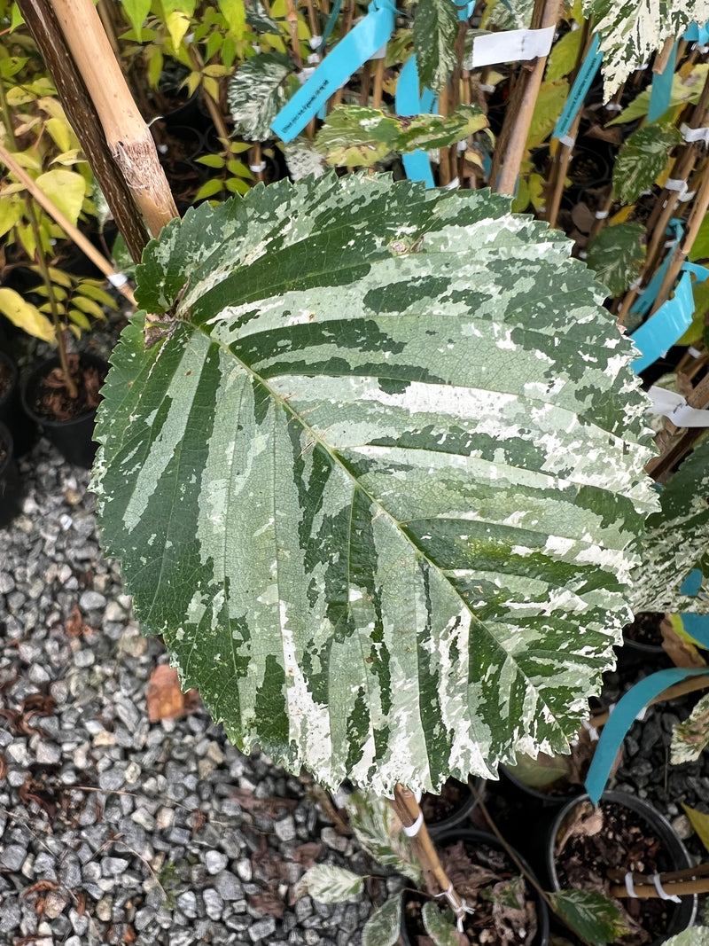 Ulmus procera  'Argenteovariegata' Variegated English Elm
