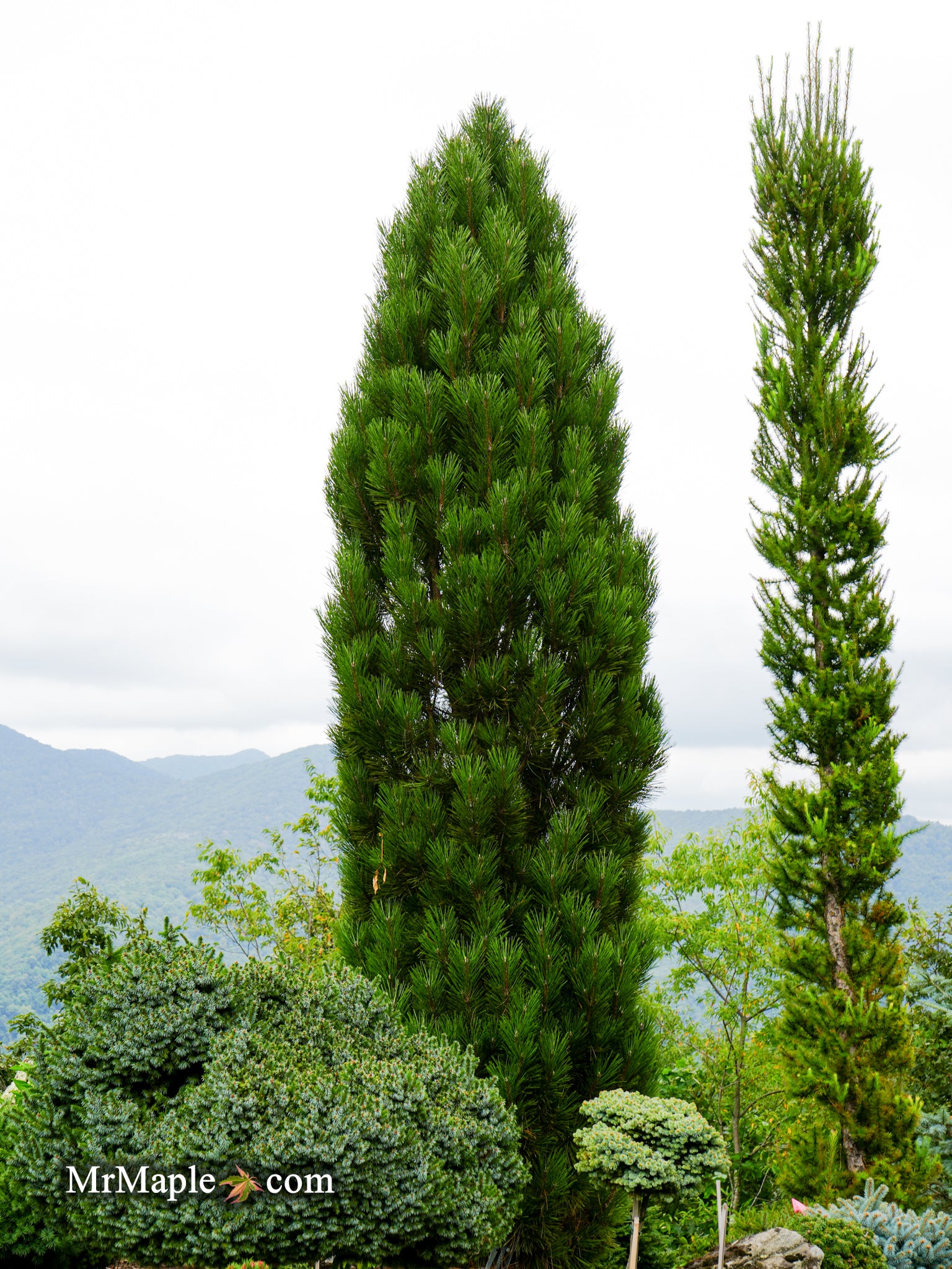 Buy Pinus nigra 'Arnold's Sentinel' Columnar Austrian Black Pine