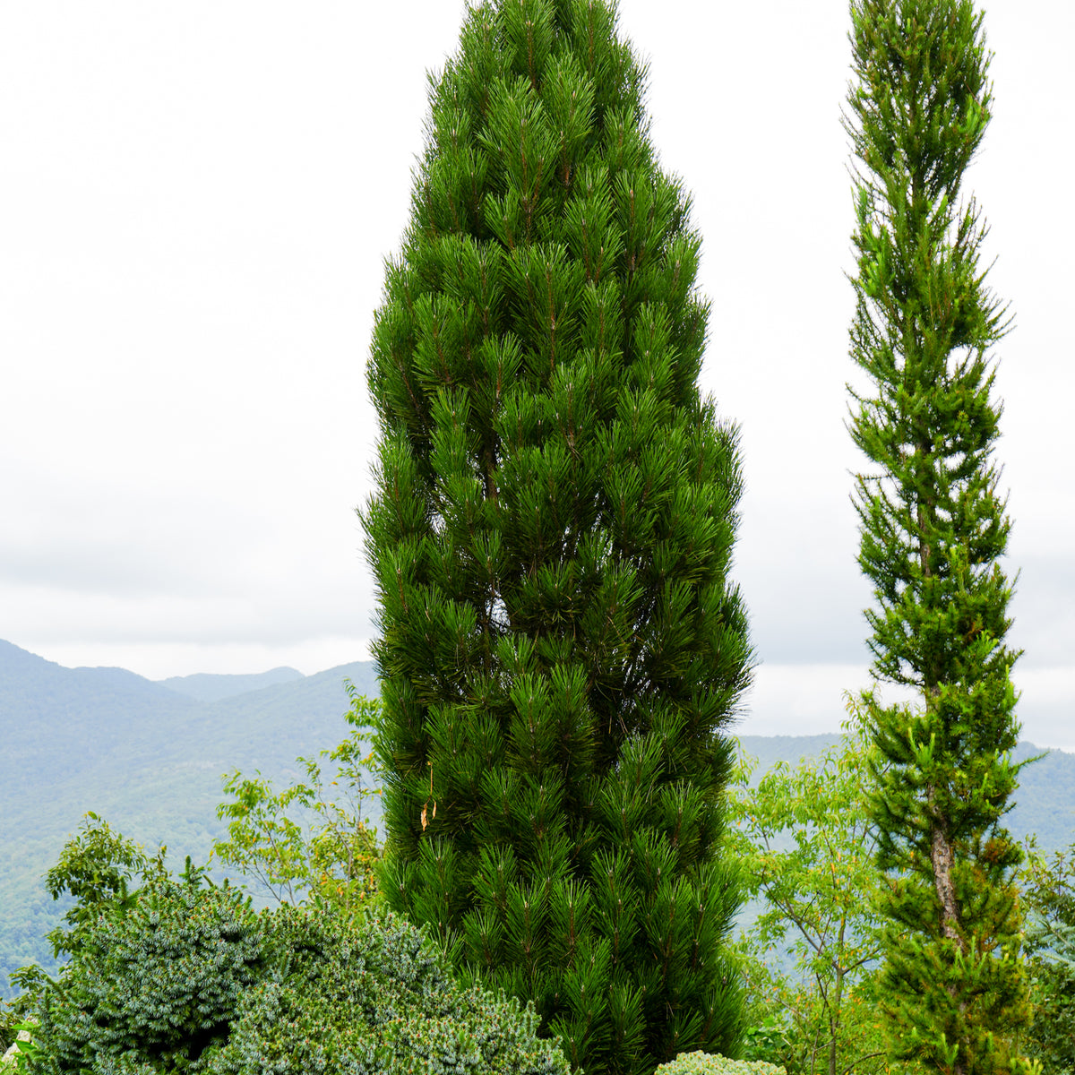 【ビルス】タビビトノキ【premium】 Buy Pinus nigra 'Arnold's Sentinel' Columnar Austrian Black Pine