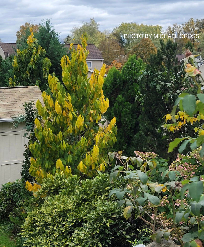 - Asimina triloba 'Davis' Pawpaw Fruit Tree - Mr Maple │ Buy Japanese Maple Trees