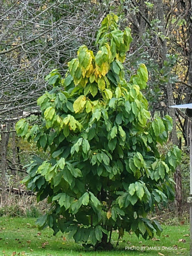 - Asimina triloba 'Tollgate' Pawpaw Fruit Tree - Mr Maple │ Buy Japanese Maple Trees