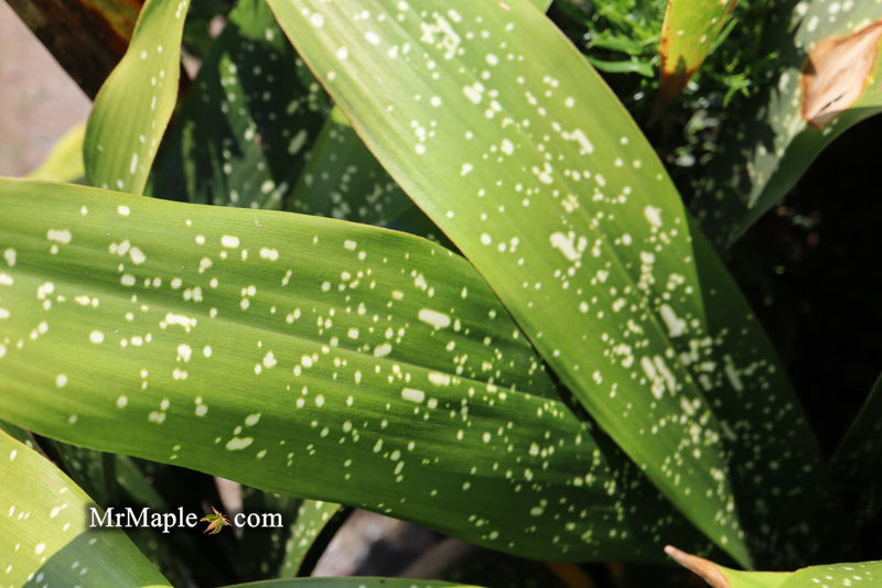 - Aspidistra elatior 'Spektacular' Cast Iron Plant - Mr Maple │ Buy Japanese Maple Trees