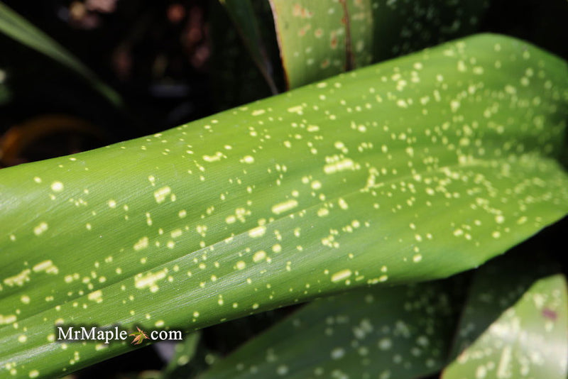 - Aspidistra elatior 'Spektacular' Cast Iron Plant - Mr Maple │ Buy Japanese Maple Trees