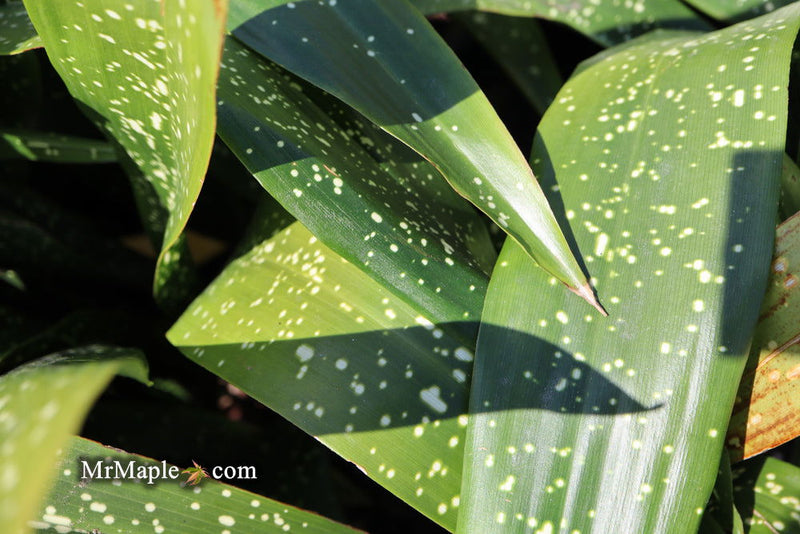 - Aspidistra elatior 'Spektacular' Cast Iron Plant - Mr Maple │ Buy Japanese Maple Trees