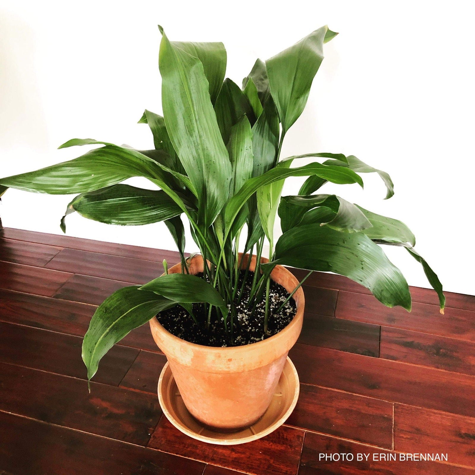 Aspidistra elatior