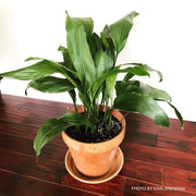 - Aspidistra elatior dark green Cast Iron Plant - Mr Maple │ Buy Japanese Maple Trees