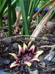 - Aspidistra elatior dark green Cast Iron Plant - Mr Maple │ Buy Japanese Maple Trees