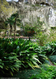 - Aspidistra elatior dark green Cast Iron Plant - Mr Maple │ Buy Japanese Maple Trees