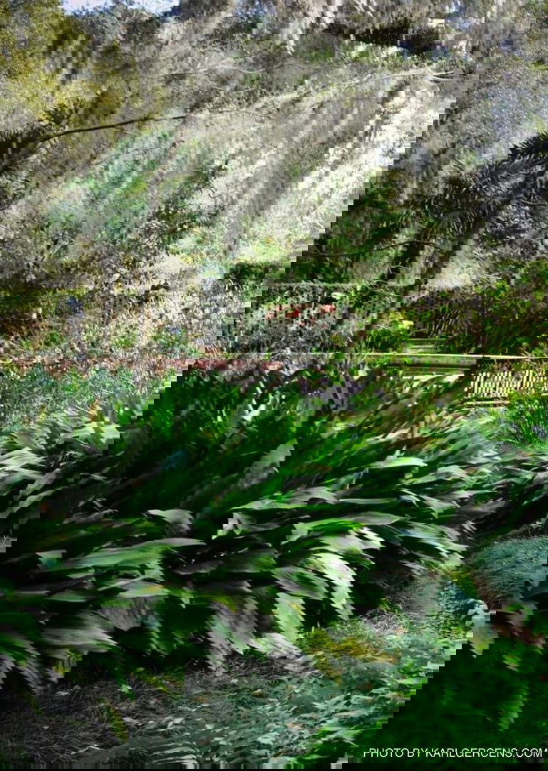 - Aspidistra elatior dark green Cast Iron Plant - Mr Maple │ Buy Japanese Maple Trees