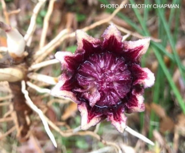 - Aspidistra elatior dark green Cast Iron Plant - Mr Maple │ Buy Japanese Maple Trees