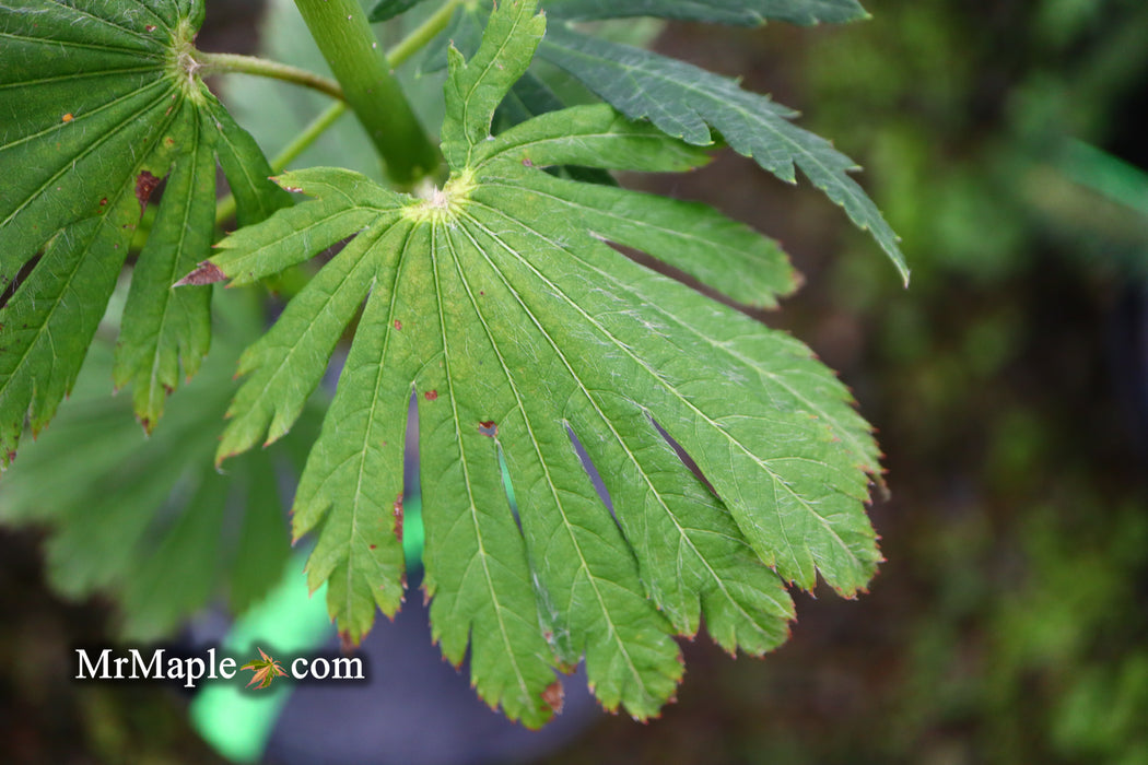 Acer japonicum 'Attaryi' Japanese Maple