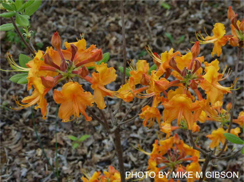 Rhododendron austrinum x 'Aubie' Native Azalea