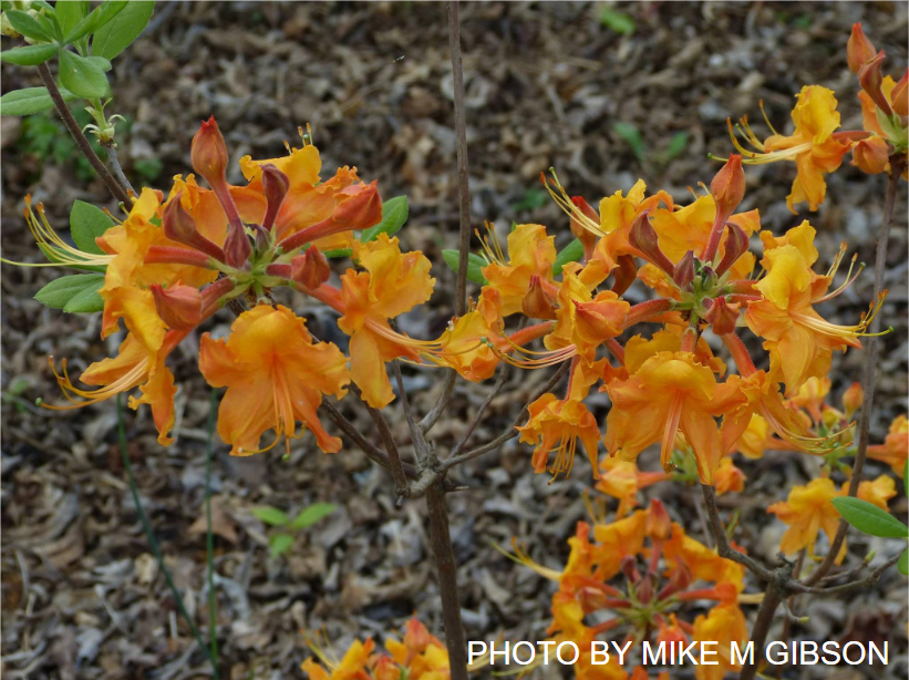 Buy Rhododendron austrinum Native Florida Flame Azalea — Mr Maple