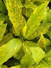 - Aucuba japonica ‘Mr. Goldstrike’ Japanese Laurel - Mr Maple │ Buy Japanese Maple Trees