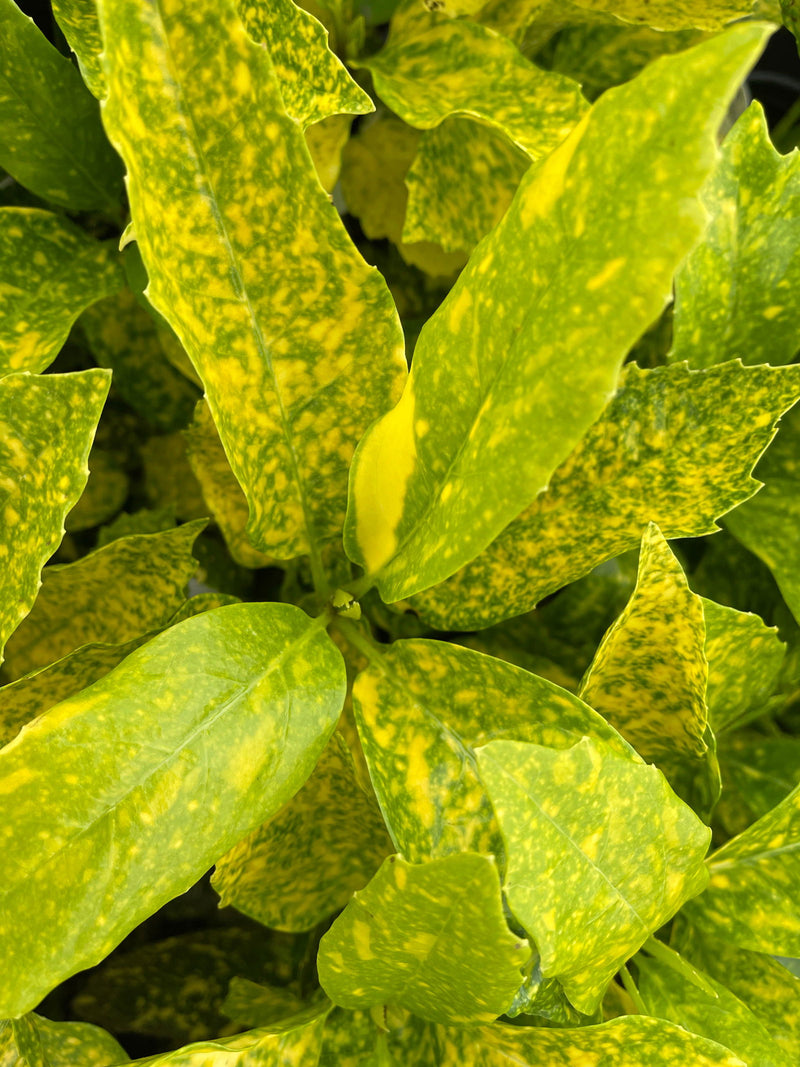 - Aucuba japonica ‘Mr. Goldstrike’ Japanese Laurel - Mr Maple │ Buy Japanese Maple Trees