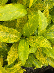 - Aucuba japonica ‘Mr. Goldstrike’ Japanese Laurel - Mr Maple │ Buy Japanese Maple Trees