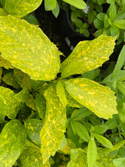 - Aucuba japonica ‘Mr. Goldstrike’ Japanese Laurel - Mr Maple │ Buy Japanese Maple Trees