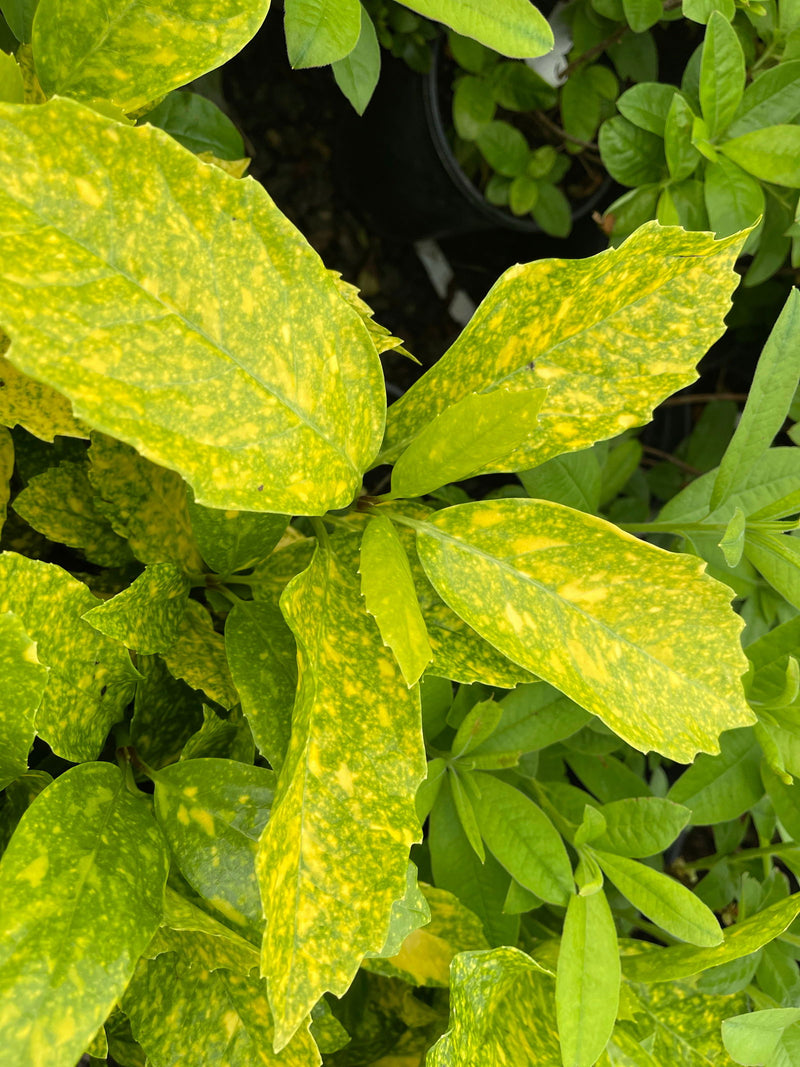 - Aucuba japonica ‘Mr. Goldstrike’ Japanese Laurel - Mr Maple │ Buy Japanese Maple Trees