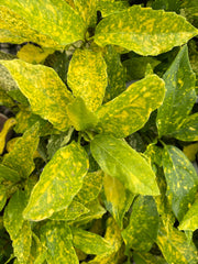 - Aucuba japonica ‘Mr. Goldstrike’ Japanese Laurel - Mr Maple │ Buy Japanese Maple Trees