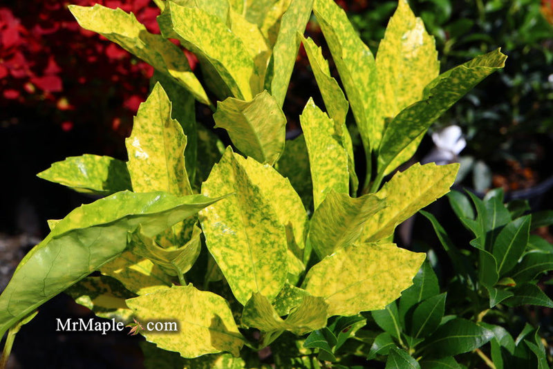 - Aucuba japonica ‘Mr. Goldstrike’ Japanese Laurel - Mr Maple │ Buy Japanese Maple Trees