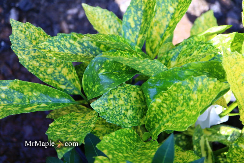 - Aucuba japonica ‘Mr. Goldstrike’ Japanese Laurel - Mr Maple │ Buy Japanese Maple Trees